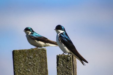 Ahır Kırlangıcı. Yüksek kalite fotoğraf.