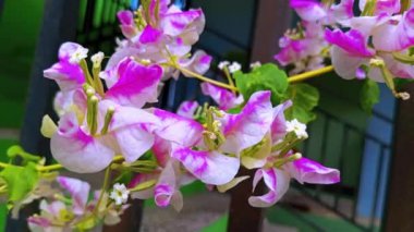 Yeşil yapraklı beyaz Bougainvillea çiçekleri. Bahçedeki beyaz begonviller