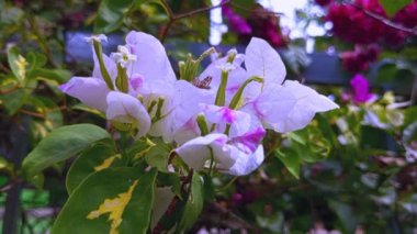 Yeşil yapraklı beyaz Bougainvillea çiçekleri. Bahçedeki beyaz begonviller
