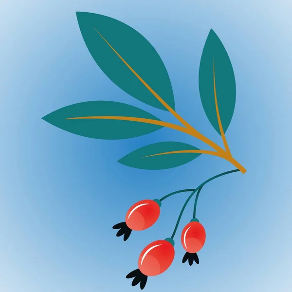 Rameau Églantier Aux Fruits Rouges — Image vectorielle
