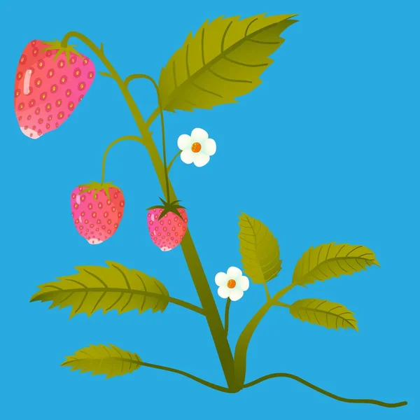 长满鲜花和浆果草莓布什 — 图库矢量图片