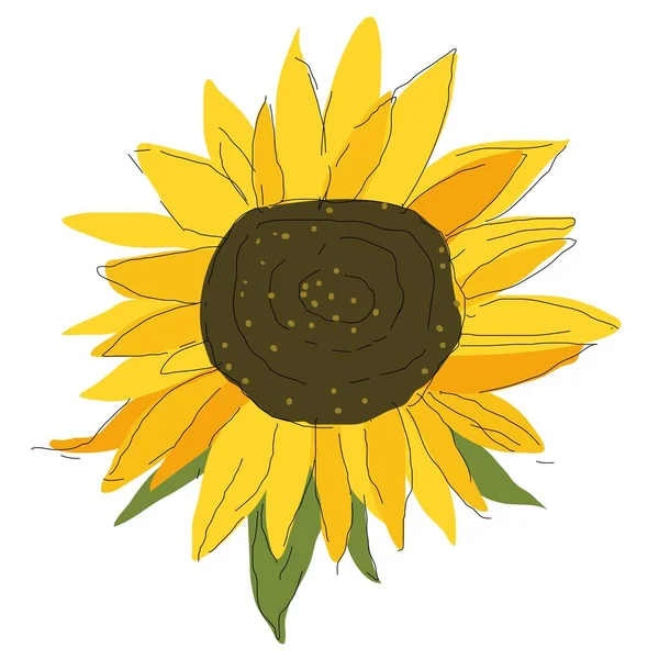 blooming sunflower like a beautiful flower
