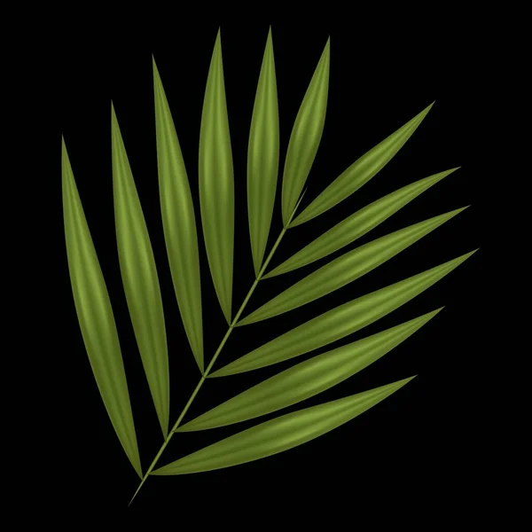 Branche Avec Des Feuilles Palmier Sur Fond Noir — Image vectorielle