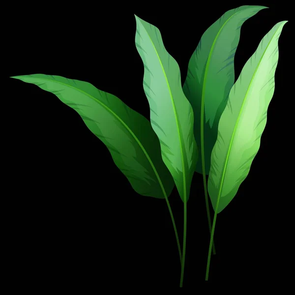 Grandes Feuilles Une Plante Sur Fond Noir — Image vectorielle