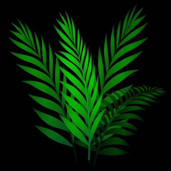 Feuilles Minces Une Plante Sur Fond Noir — Image vectorielle