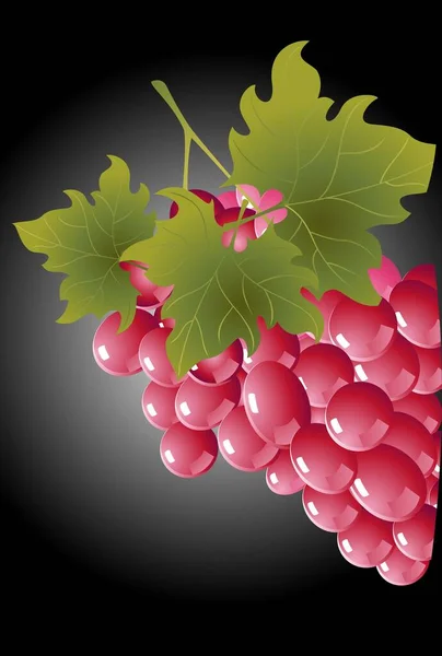 Жменька Великого Червоного Винограду — стоковий вектор