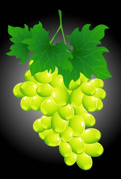 Handful Large White Grapes — Stock Vector