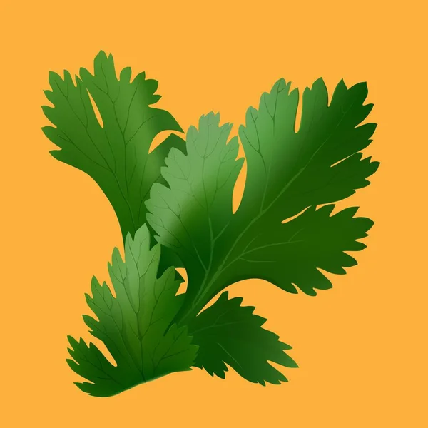 Petersilie Gemüse Für Gerichte Vektor Illustration — Stockvektor