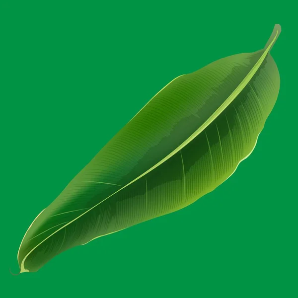 Большой Продолговатый Лист Фикуса Пальмы — стоковый вектор