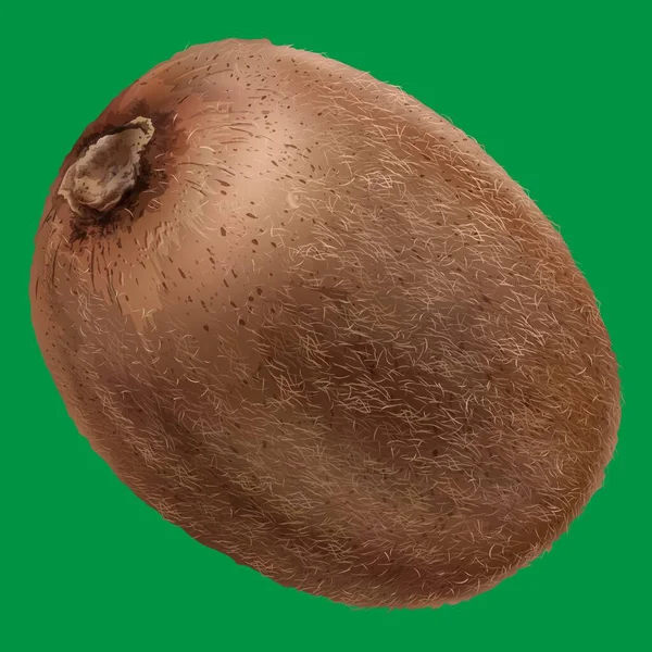 Kiwi Peludo Vector Fruta Ilustración — Vector de stock