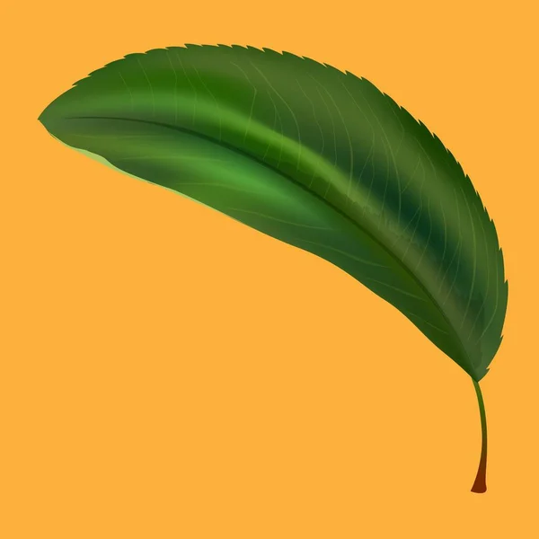 Grünes Blatt Von Einem Baum — Stockvektor