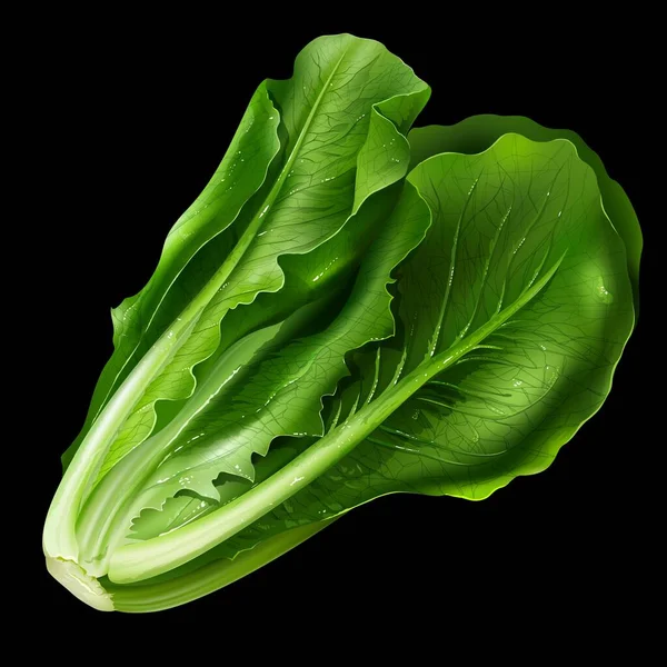 绿鲜多汁的大白菜 — 图库矢量图片