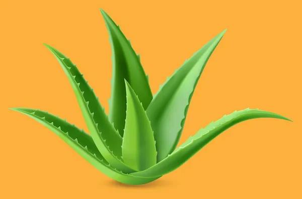 Aloe Vera Verde Espinoso Sobre Fondo Naranja — Vector de stock