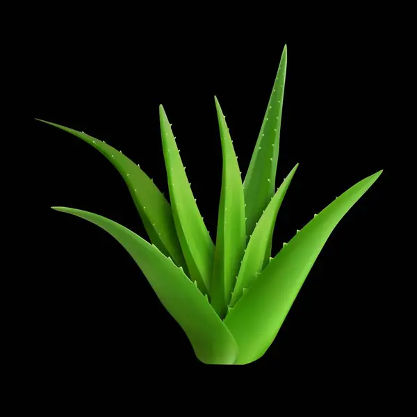 Vihreä Terävä Pensas Aloe Vera — vektorikuva