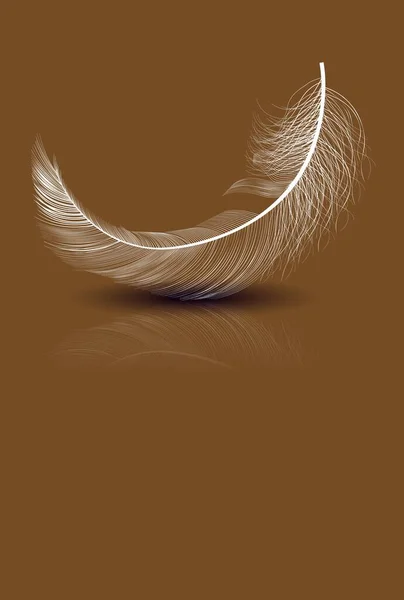 Bird Feather Reflection Brown Background — Stock Vector