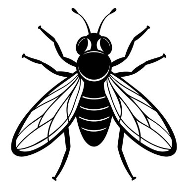 bir sineğin siyah beyaz çizimi