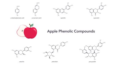 Phenolic compounds found in apples vector illustration science graphic clipart