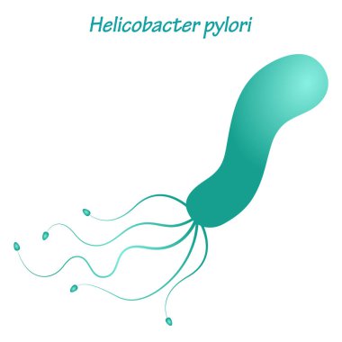 Helicobacter Pylori 'nin Vektör İllüstrasyon Grafiği