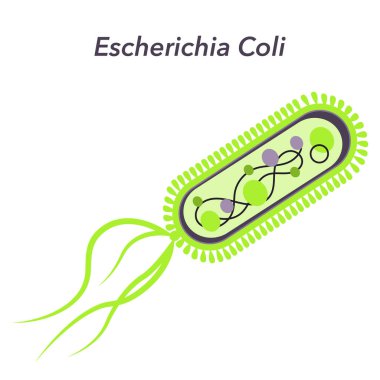 Escherichia Coli Bakterisinin Vektör İllüstrasyonuName