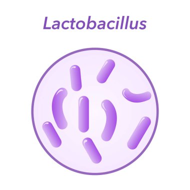 Lactobacillus bakterisinin Vektör İllüstrasyon Grafiği
