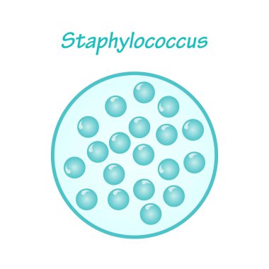 Staphylococcus bakterisinin vektör çizimi