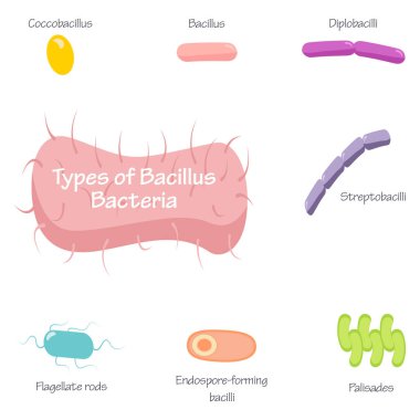 Bacilli çubuk şekilli bakteri vektör illüstrasyonunun türleri