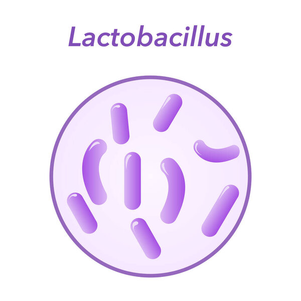 Векторная иллюстрация Графика бактерий Lactobacillus