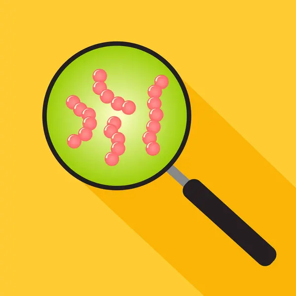 Streptokok bakterisi illüstrasyonuna bakan büyüteç