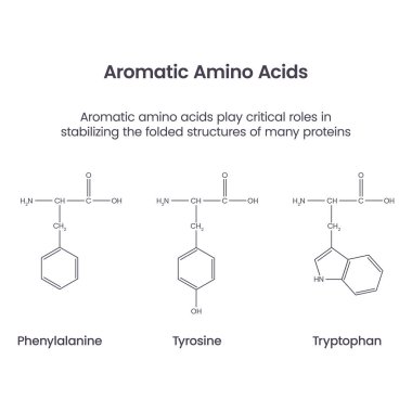 Aromatik Amino Acids biyokimya bilim vektörü bilgisel