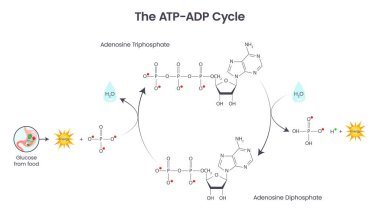 Adenozin trifosfat ve adenozin difosfat karşılaştırması ve bilim vektör eğitim diyagramı döngüsü