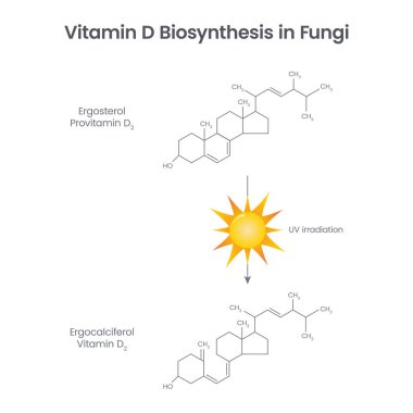Mantar bilimi eğitim vektörü illüstrasyonunda D vitamini Biosentezi