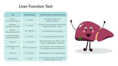Liver function liver enzymes blood test medical vector illustration graphic clipart