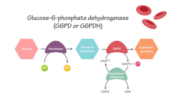 G6PD Glucose-6-Phosphate Dehydrogenase Pathway vector illustration graphic