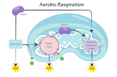 Mitokondride hücresel aerobik solunum
