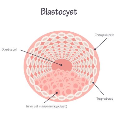 Bir blastosistin diyagram sunum slaytı