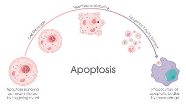 Apoptosis programmed cell death process vector graphic clipart