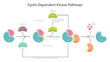 Cyclin Dependent Kinase Activation Pathway science vector illustration infographic clipart