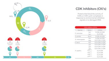 Siklin Bağımlı Kinaz Engelleyici Vektör Çizelgesi