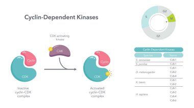 Siklin Bağımlı Kinase Bilimsel vektör çizimi diyagramı