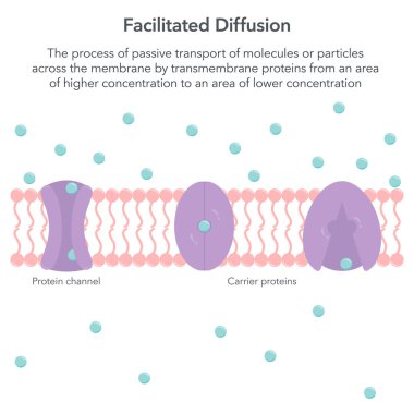 Facilitated Diffusion biology vector illustration infographic clipart