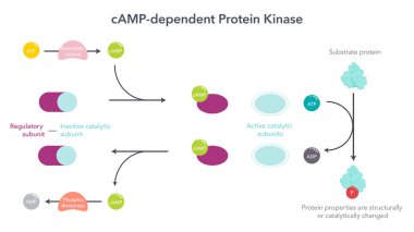 cAMP bağımlı protein kinasları bilimsel vektör çizimi