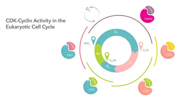 stock vector CDK cyclin activity in the cell cycle biology vector illustration infographic