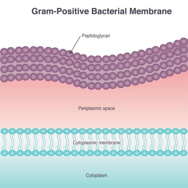 Gram-Pozitif Bakteriyel Membrane Diyagramı Çizimi