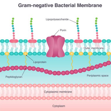 Gram-negative bacterial membrane diagram vector illustration clipart