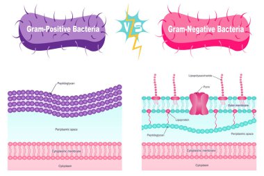 Gram pozitife karşı gram negatif bakteri zarı diyagramı