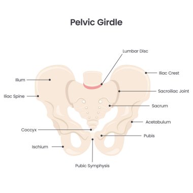 Pelvik Korse bilimsel vektör çizimi diyagramı