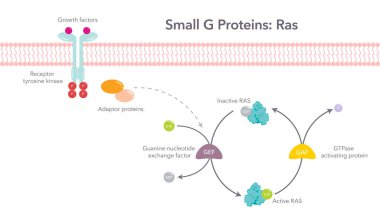 Küçük G Proteinleri Ras bilimsel vektör diyagramı