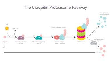 Ubiquitin Proteasome Yolu bilimsel vektör illüstrasyon bilgisi