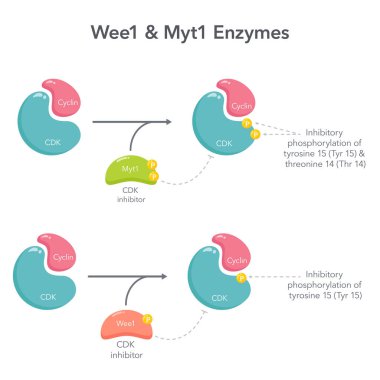 Wee1 ve Myt1 inhibitör enzimleri bilimsel vektör diyagramı