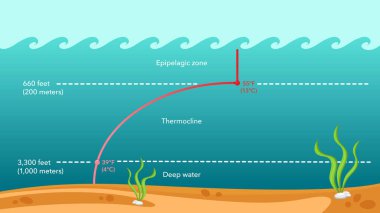 Termoklin su sıcaklığı vektör illüstrasyon bilgisi